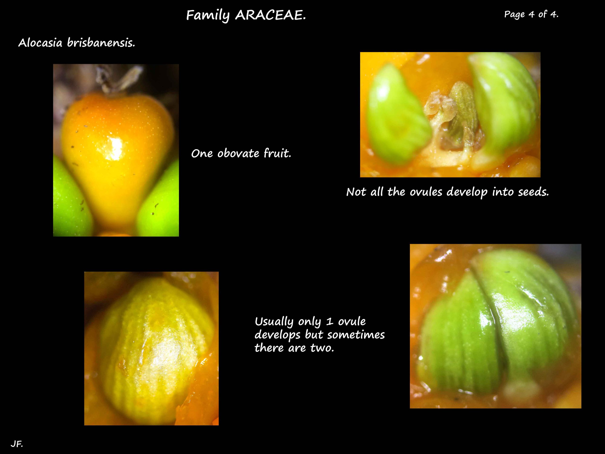 4 Alocasia ovules & fruit